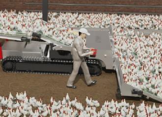 毛鸡散装收集车作业