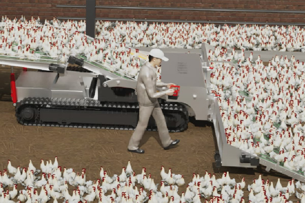 毛鸡散装收集车作业 毛鸡散装收集车作业