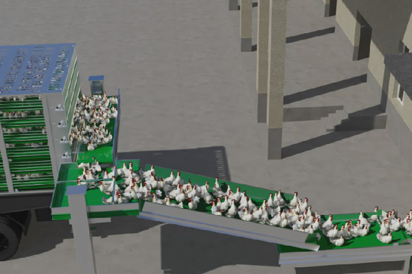 集装笼衔接卸鸡流水线作业